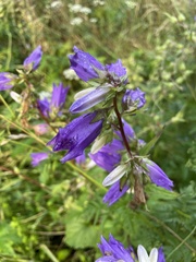 Campanula trachelium
