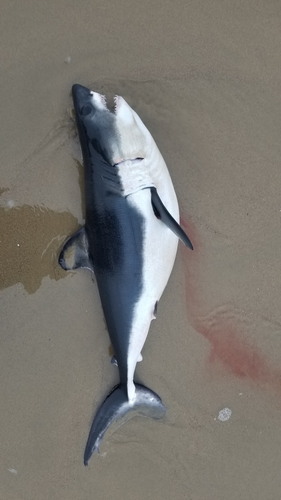 Salmon Shark