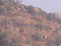 Cochlospermum religiosum