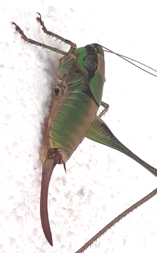 Photo of Schmidt's Marbled Bush-cricket (Eupholidoptera schmidti)