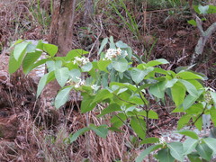 Holarrhena pubescens
