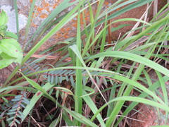 Phyllanthus virgatus