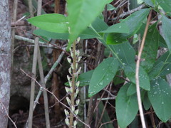 Sansevieria roxburghiana