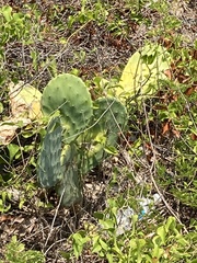 Opuntia tunoidea