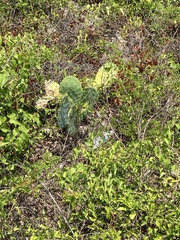 Opuntia tunoidea