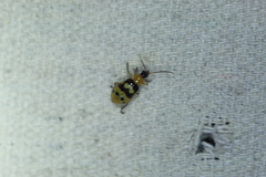 Paranapiacaba connexa