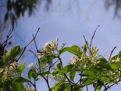 Holarrhena pubescens