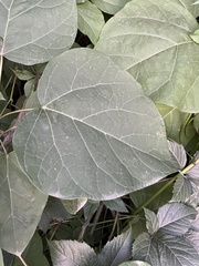 Catalpa bignonioides