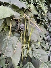 Catalpa bignonioides