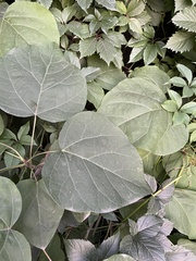 Catalpa bignonioides
