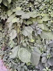 Catalpa bignonioides