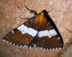Buzara latizona