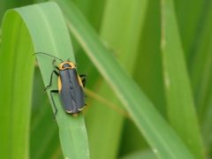 Chauliognathus distinguendus