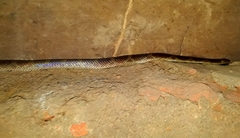 Lycodon travancoricus