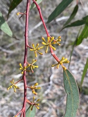 Eucalyptus racemosa