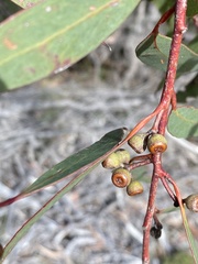 Eucalyptus racemosa