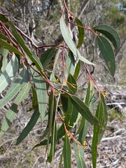 Eucalyptus racemosa
