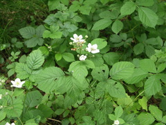 Rubus scabrosus