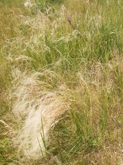 Stipa borysthenica