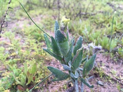 Ferraria densepunctulata