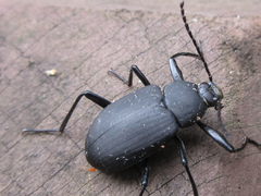 Plesiophthalmus davidis