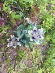 Ferraria densepunctulata