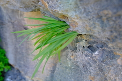 Hesperantha dolomitica