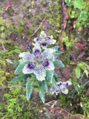 Ferraria densepunctulata