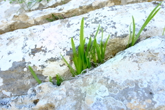 Hesperantha dolomitica