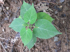 Cynanchum wilfordii
