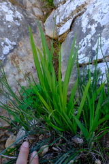 Hesperantha dolomitica