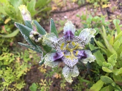 Ferraria densepunctulata
