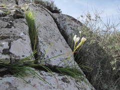 Hesperantha dolomitica