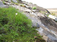 Hesperantha dolomitica