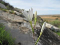 Hesperantha dolomitica