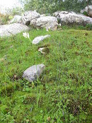 Hesperantha dolomitica