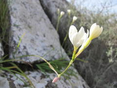 Hesperantha dolomitica