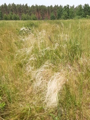 Stipa borysthenica