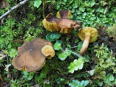 Phylloporus pelletieri
