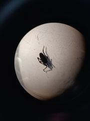 Trogulus tricarinatus