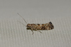 Digitivalva granitella