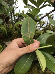 Paralopostega serpentina