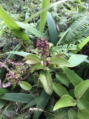 Phyllostegia grandiflora