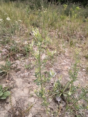 Melilotus albus