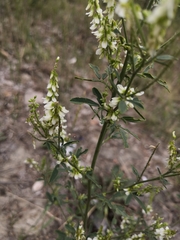 Melilotus albus