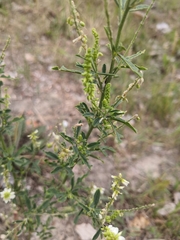 Melilotus albus