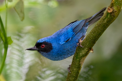 Masked Flowerpiercer photo 2