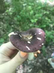 Russula alnetorum