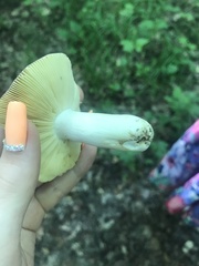 Russula alnetorum