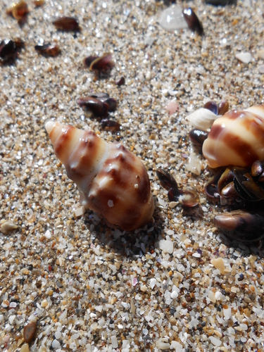 Buccinanops monilifer